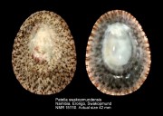 Patella swakopmundensis